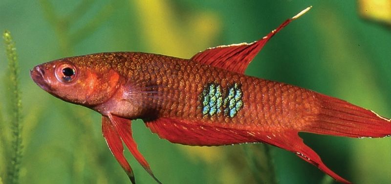 BETTA COCCINA VF
