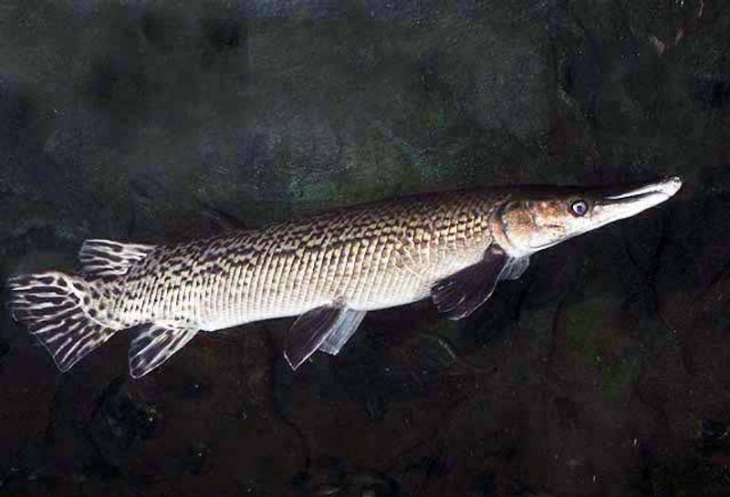 Atractosteus Spatula 15+cm 