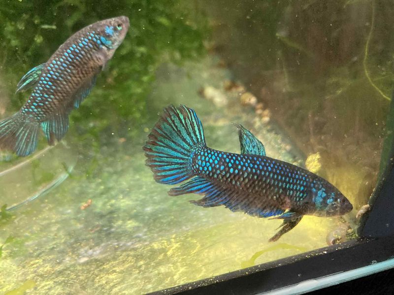 Betta mahachaiensis f1 par 