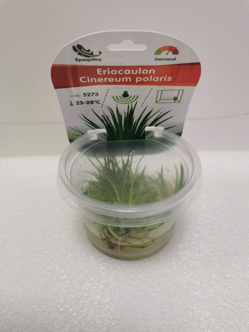 Hovedbilde Eriocaulon Cinereum polaris (InVitro)