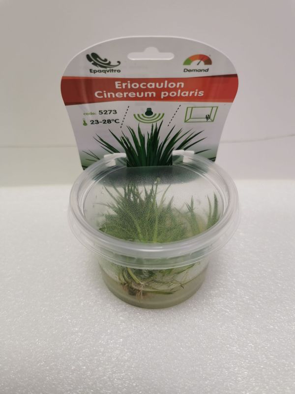 Eriocaulon Cinereum polaris (InVitro)