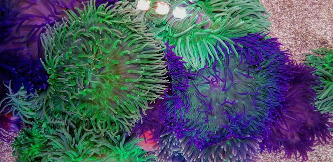 Hovedbilde Macrodactyla Doreensis Green