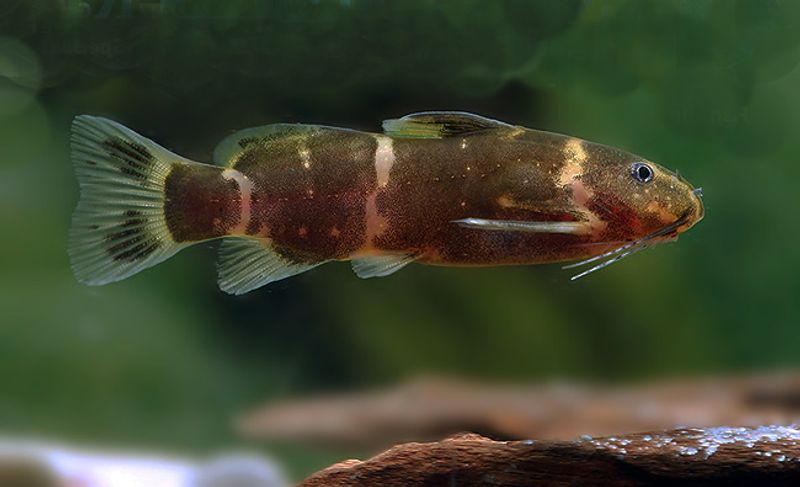Microsynodontis batesii VF