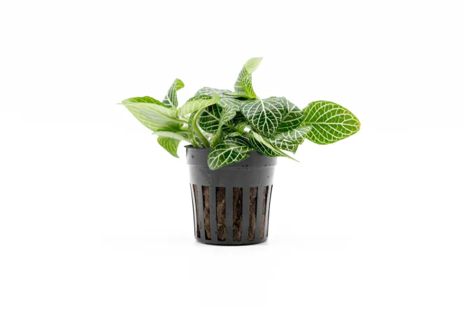 Hovedbilde Fittonia Green Terrarieplante