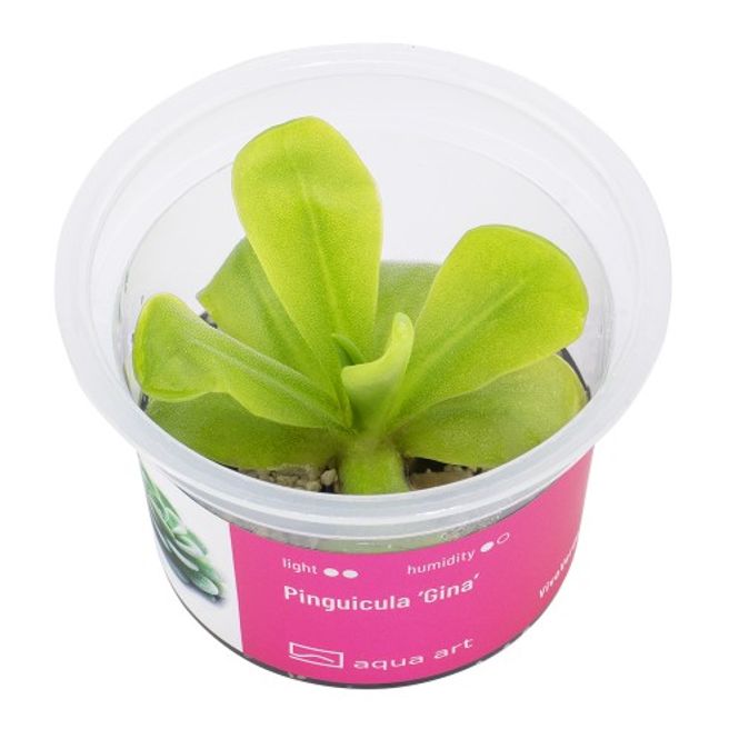 Hovedbilde Aqua-Art Invitro Pinguicula ‘Gina’