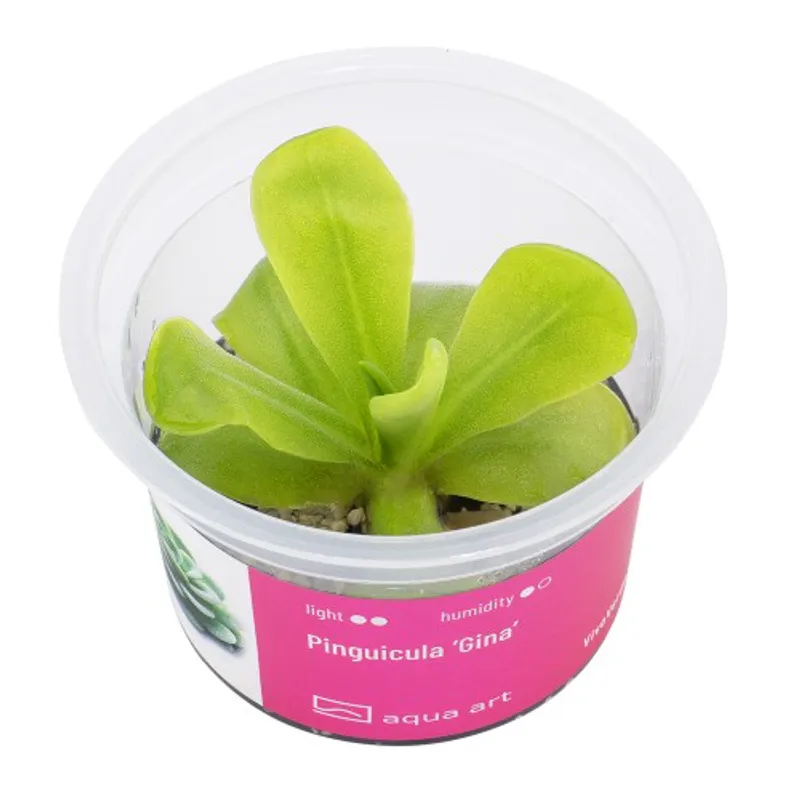 Aqua-Art Invitro Pinguicula ‘Gina’