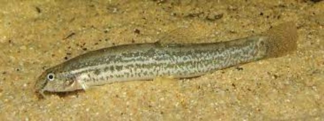 Hovedbilde Lepidocephalus guntea
