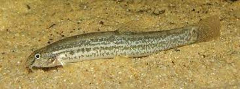Lepidocephalus guntea