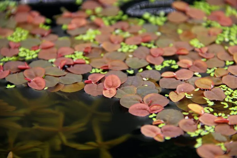 Phyllanthus fluitans beger (flyteplante)