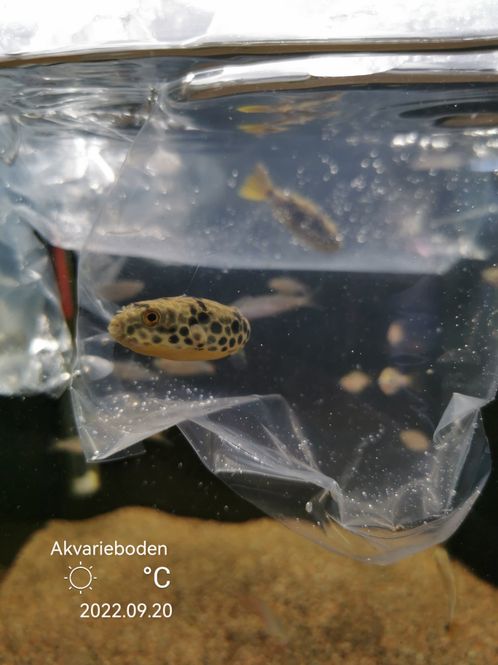 Hovedbilde Tetraodon Schoutedeni F1