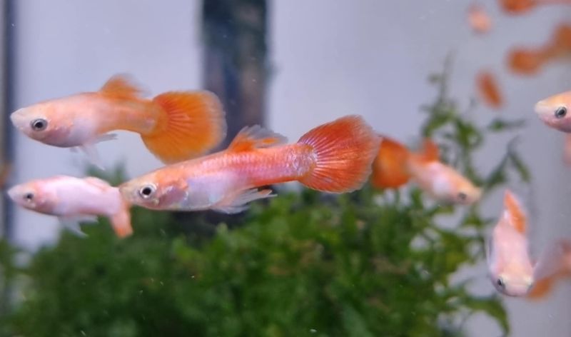 Guppy Hann Pink Panter
