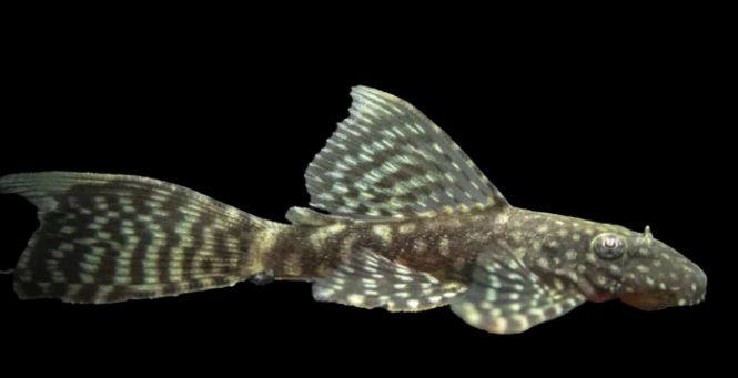 Hovedbilde Ancistrus sp Longfin 10-12cm 