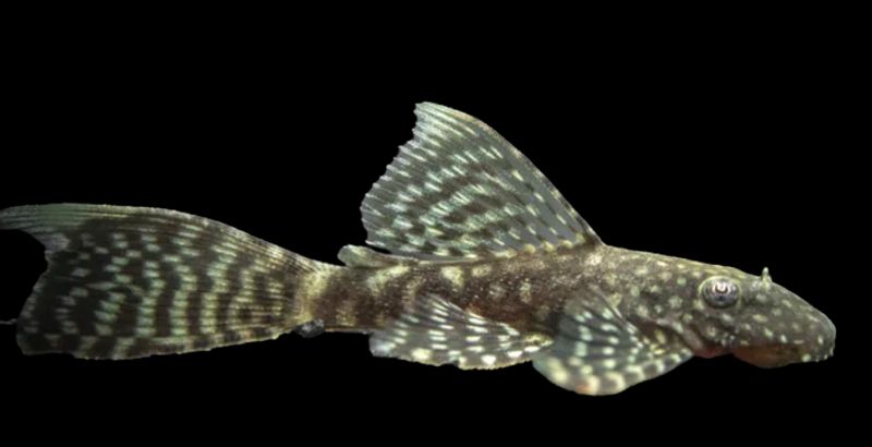 Ancistrus sp Longfin 10-12cm 