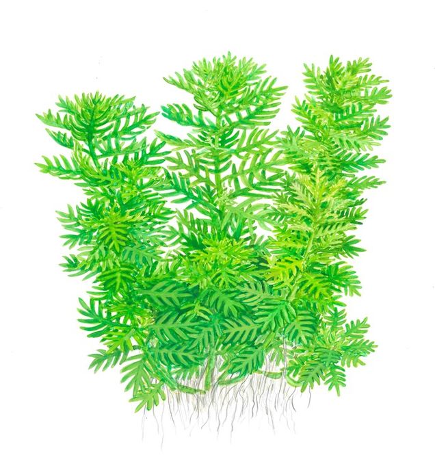 Hovedbilde Hottonia palustris 1-2 Grow