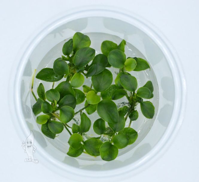 Hovedbilde Anubias Nana Bonsai Invitro