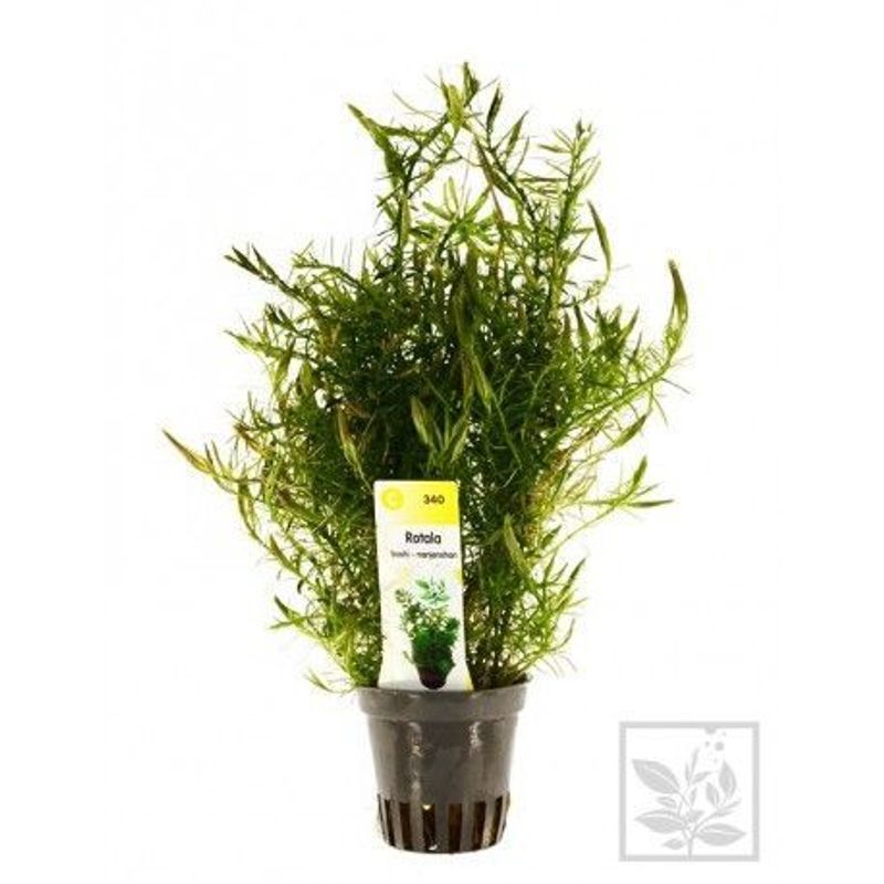 rotala boshi nanjenshan