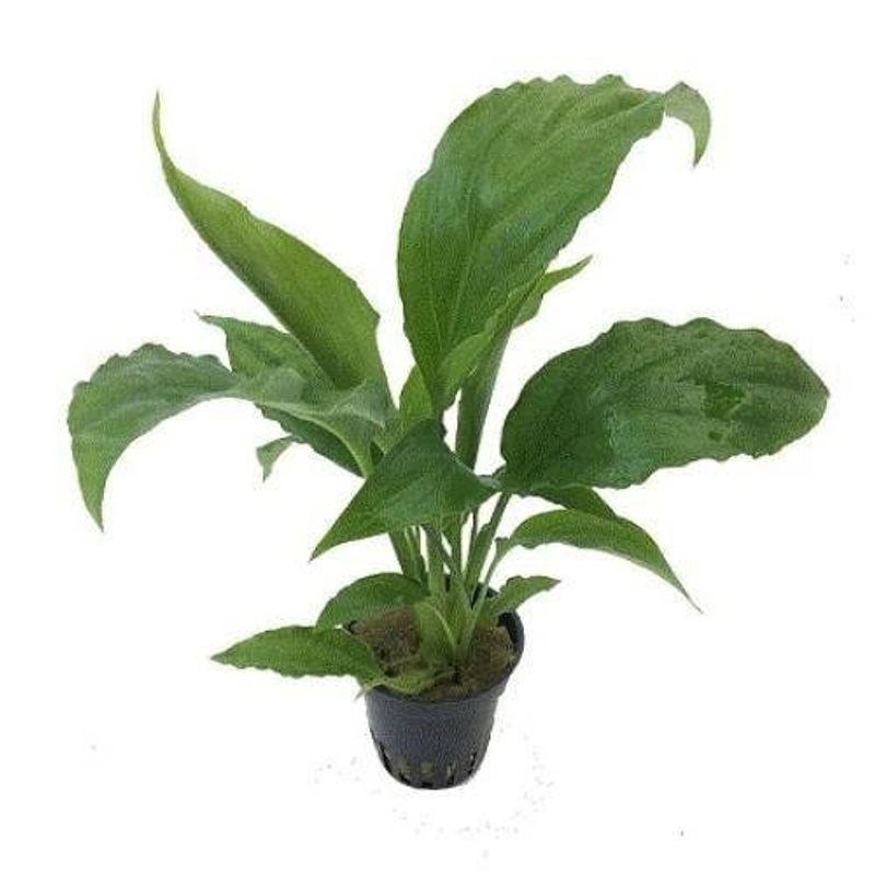 Spathiphyllum green Terrarieplante