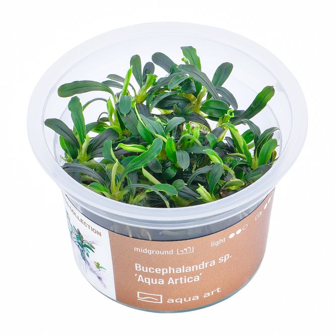 Hovedbilde Aqua Art Invitro Bucephalandra sp. ’Aqua ...