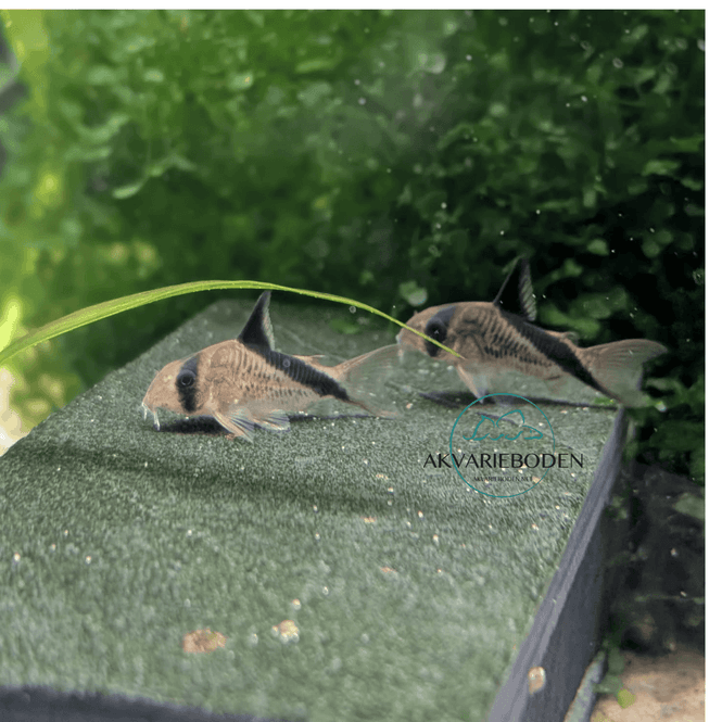Hovedbilde Corydoras Melini 