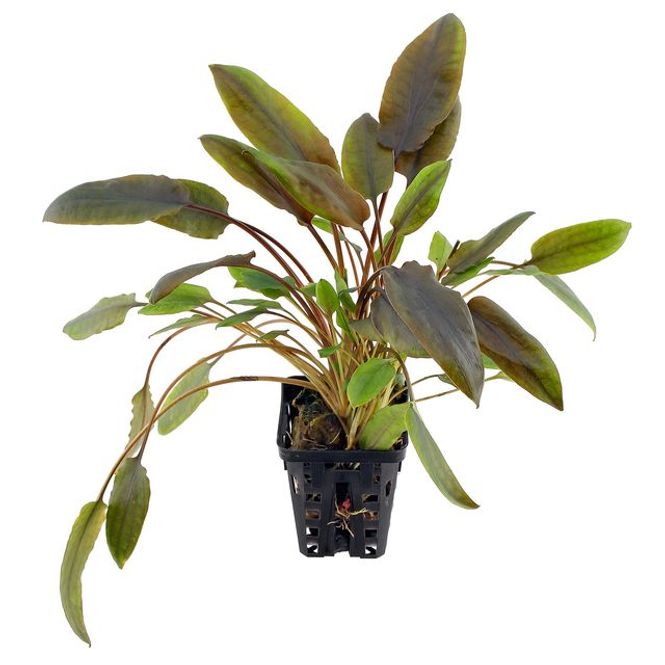 Hovedbilde Cryptocoryne wendtii 'Indonesia'