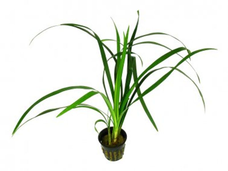 Ophiopogon japonica gigantea ( Terrarie Plante)