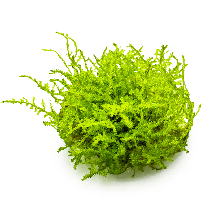 Hovedbilde Christmas moss AB Porsjon 100ml