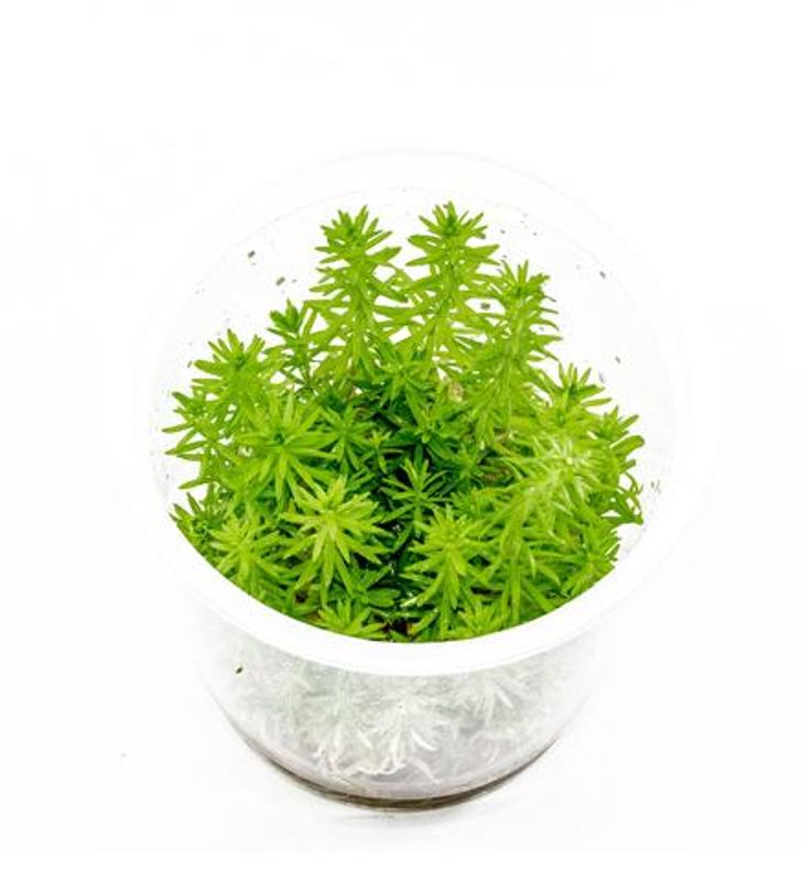 Pogostemon erectus invitro 