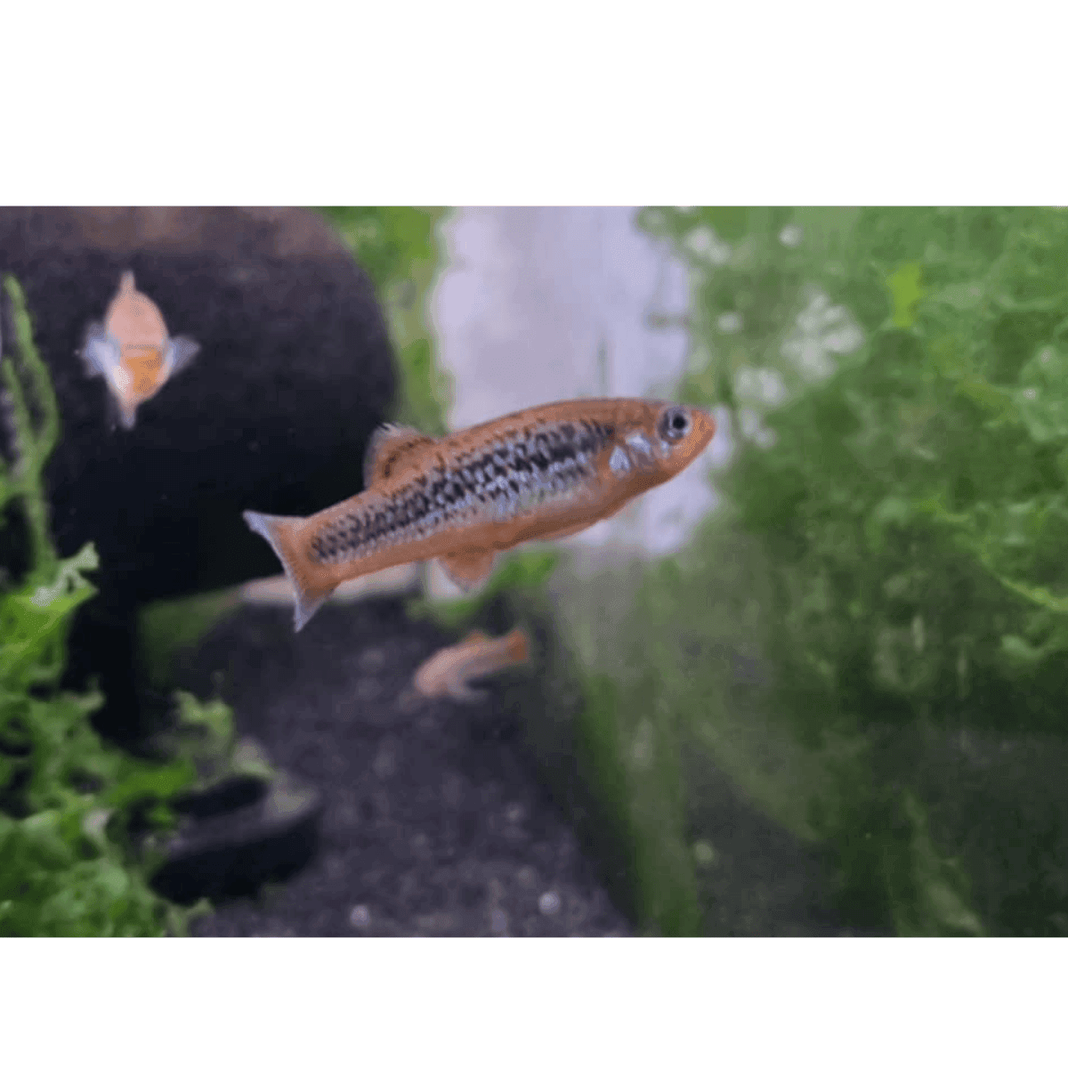 Gambusia Hurtadoi 