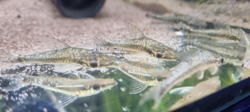Hypoptopoma CF Guianense VF 