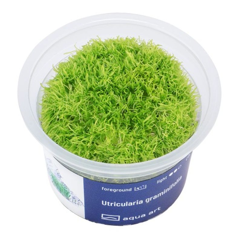 Aqua-Art Invitro Utricularia graminifolia