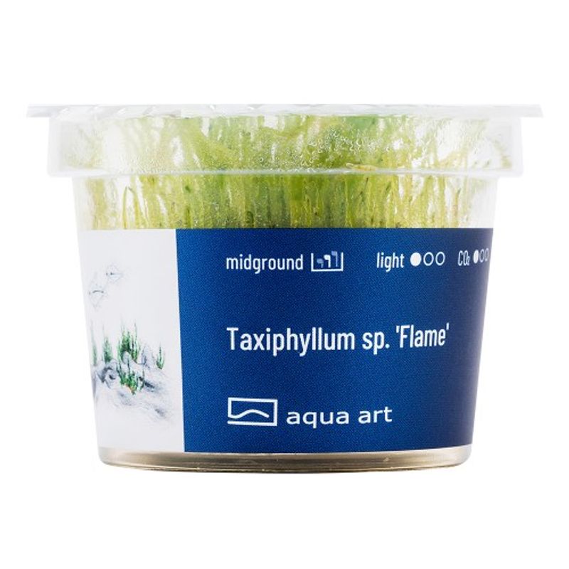 Aqua-Art Invitro Taxiphyllum sp. 'Flame'