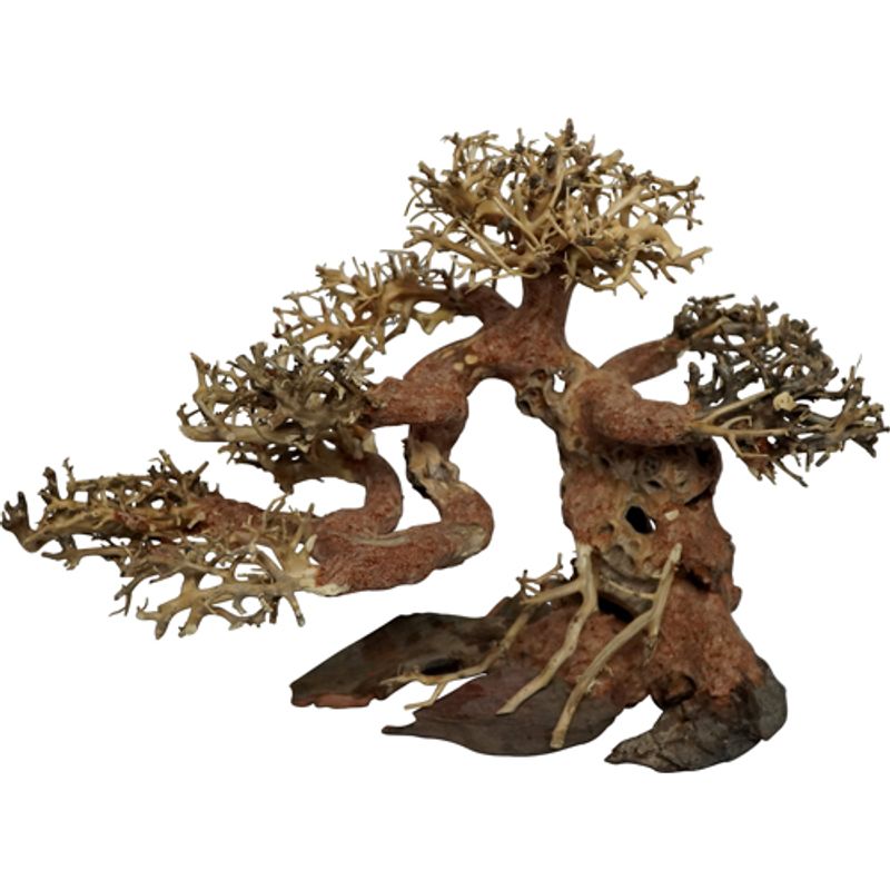 Bonsai Tree XXLarge