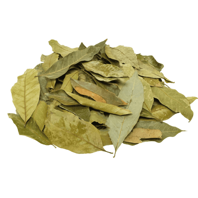 Hovedbilde Longan-blader (Dimocarpus longan)