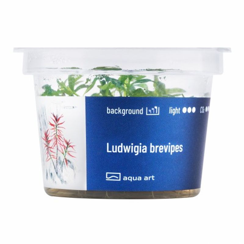 Aqua-Art Invitro Ludwigia brevipes