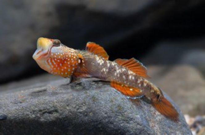 Hovedbilde Rhinogobius sp. China Goby 