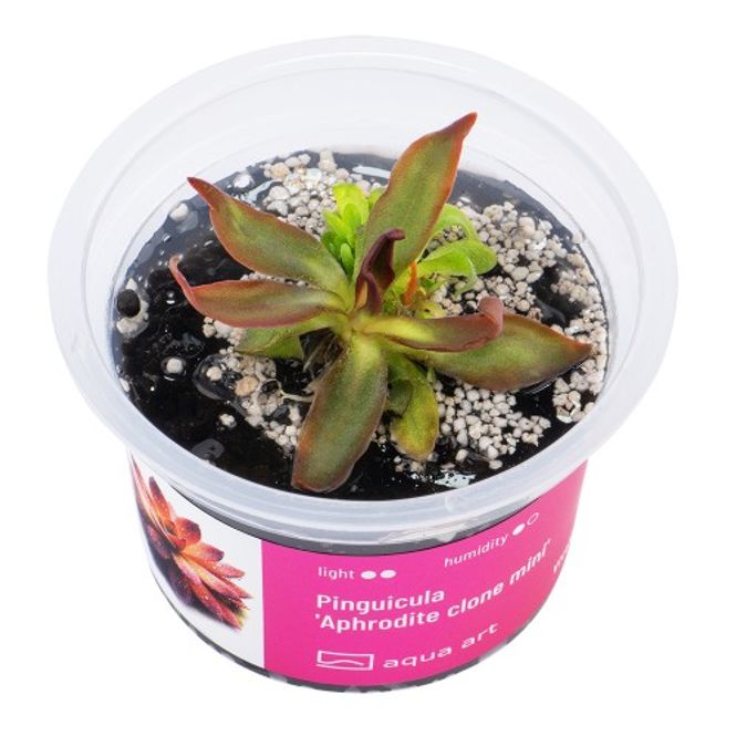 Hovedbilde Aqua-Art Invitro Pinguicula 'Aphrodite clone mini'