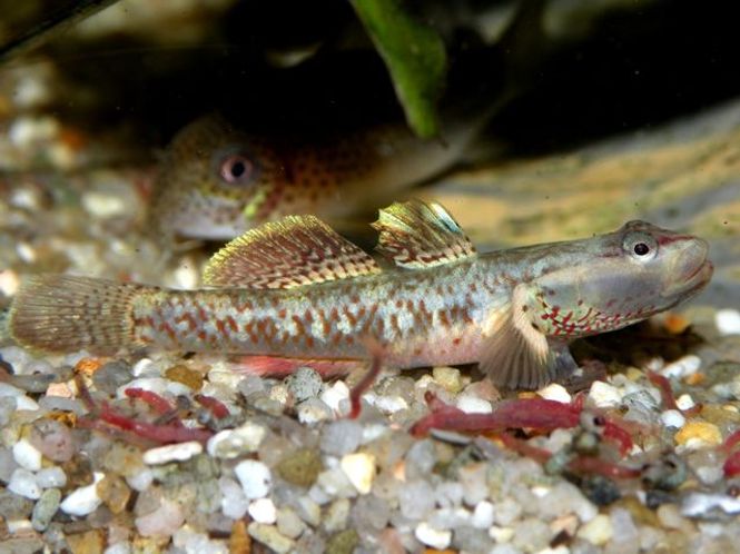 Hovedbilde Rhinogobius duospilus 