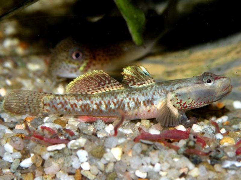 Rhinogobius duospilus 