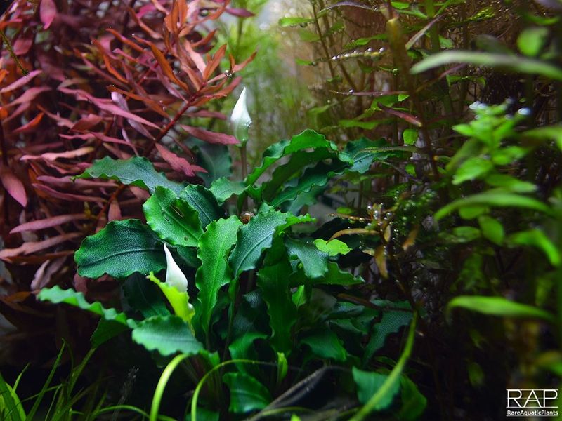 Bucephalandra pygmaea 'Bukit Kelam' potte