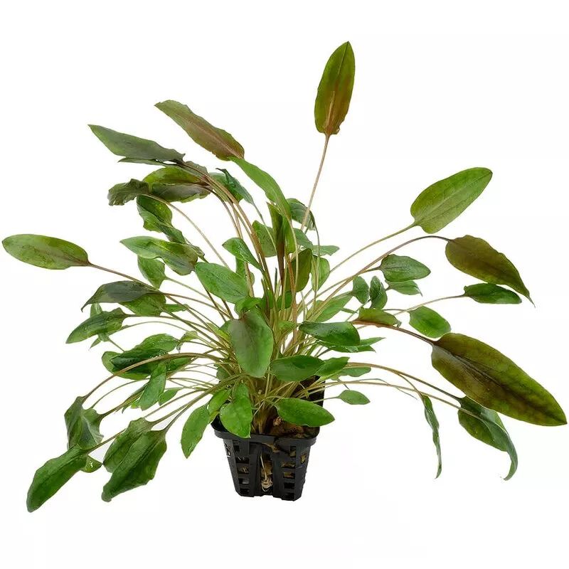 Cryptocoryne wendtii 'Indonesia'