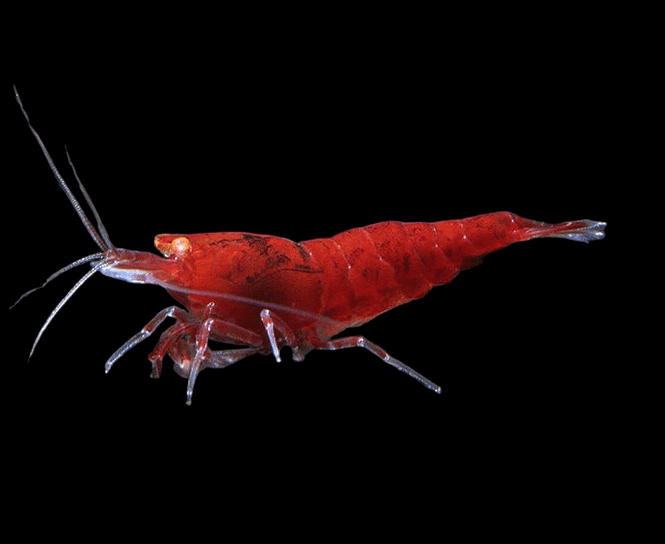 Hovedbilde Red Devil Orange Eye Caridina 