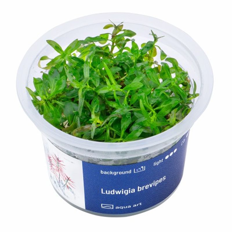 Aqua-Art Invitro Ludwigia brevipes