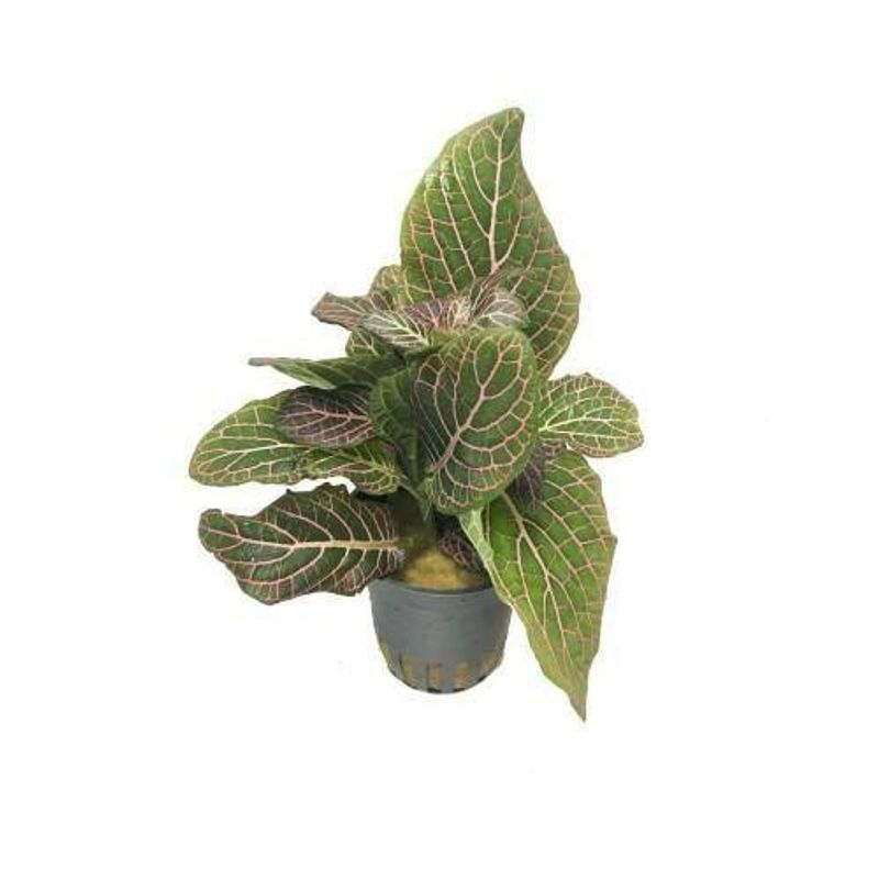 Fittonia red Terrarieplante