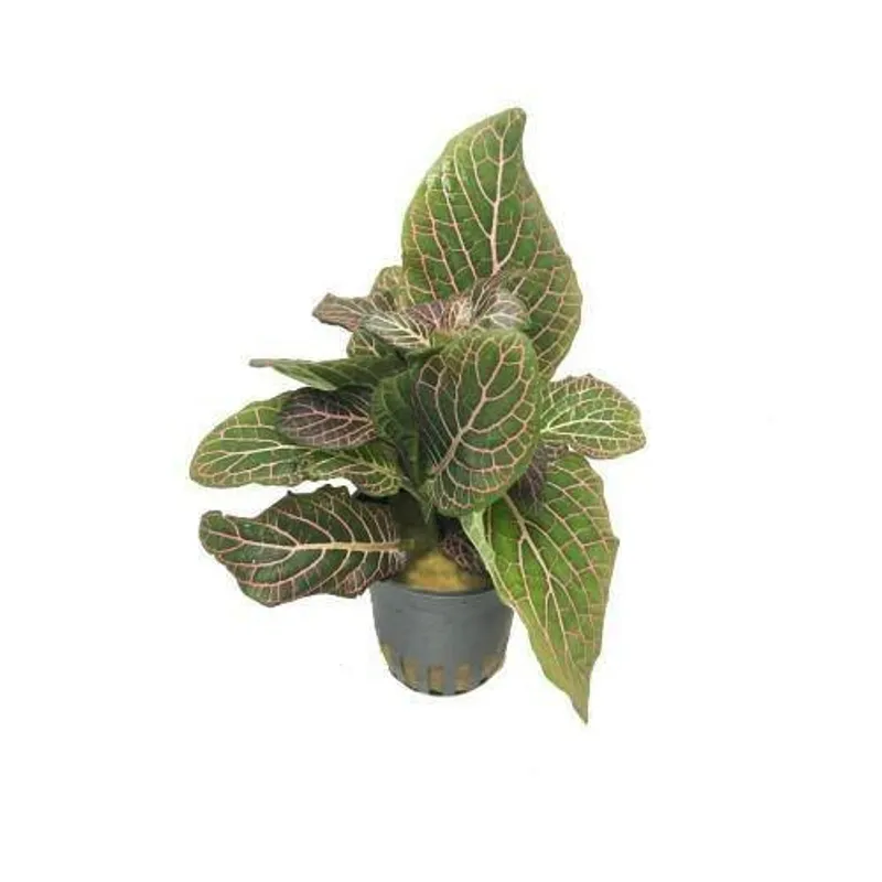 Fittonia red Terrarieplante