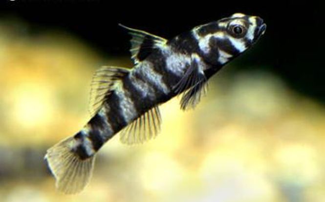 Hovedbilde Zebra goby /  Mugilogobius adeia