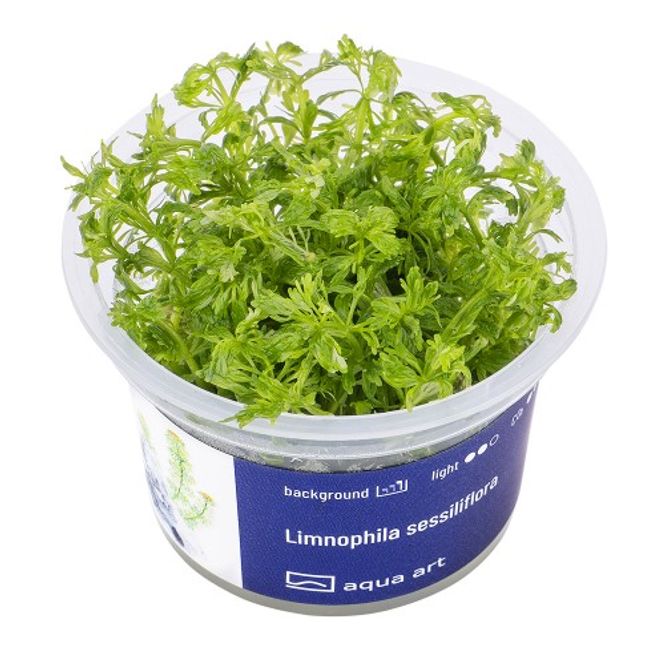 Hovedbilde Aqua-Art Invitro Limnophila sessiliflora