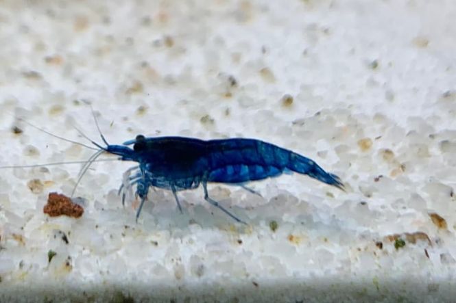 Hovedbilde Neocaridina sp. Blue Dream 