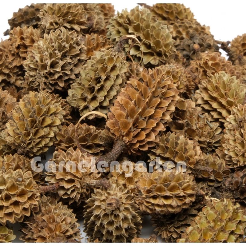 INDIAN CASUARINA CONES 50g