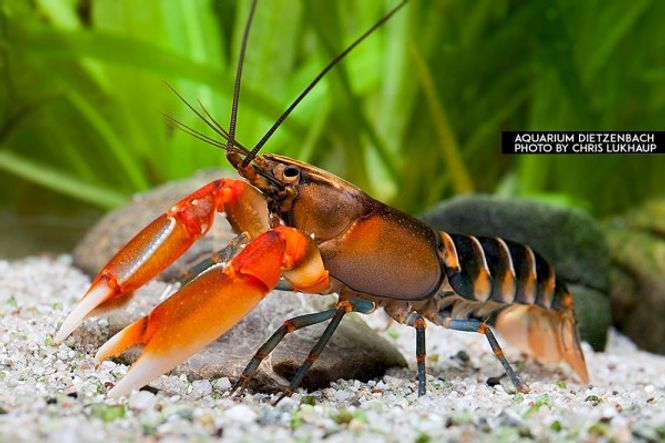 Hovedbilde Cherax Peknyi 
