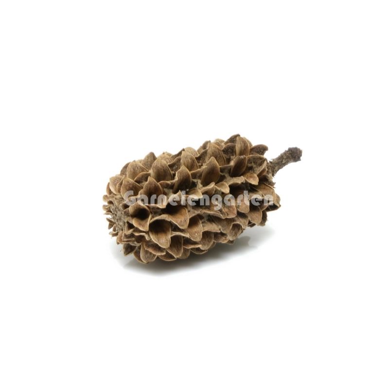 INDIAN CASUARINA CONES 50g
